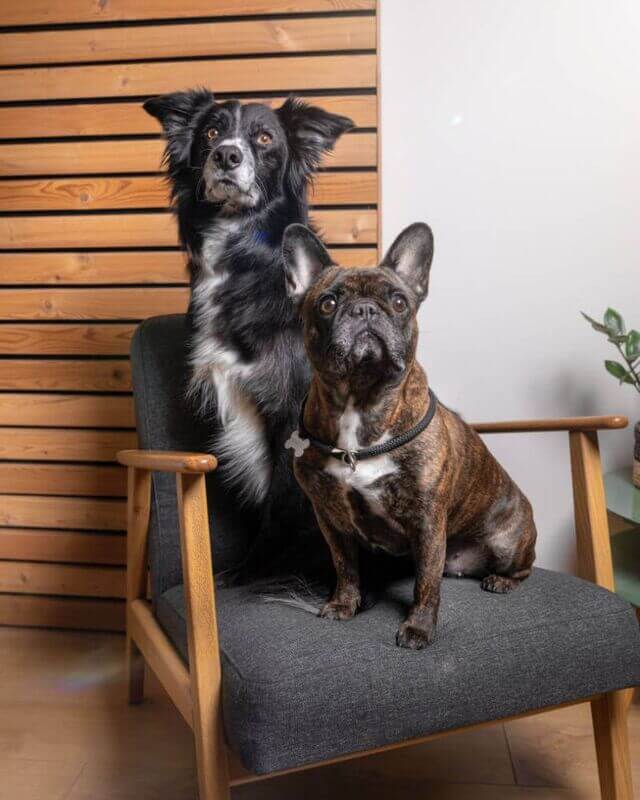 Luk und Lotti, die Bürohunde